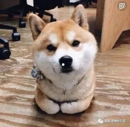网友家的柴犬为了不用每天跑步 竟然装瘸!还成功的把主人骗了!
