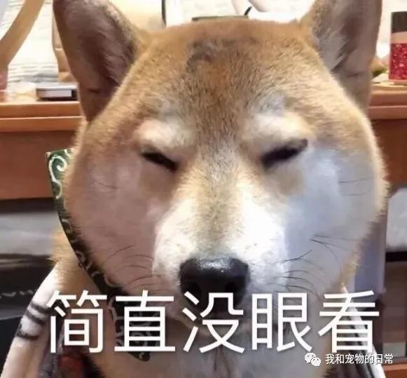 网友家的柴犬为了不用每天跑步 竟然装瘸!还成功的把主人骗了!