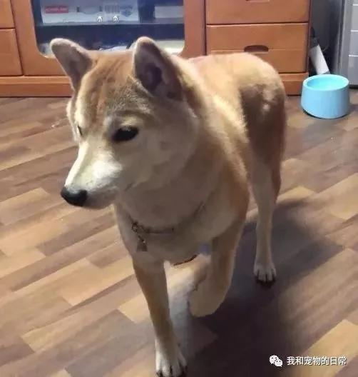 网友家的柴犬为了不用每天跑步 竟然装瘸!还成功的把主人骗了!