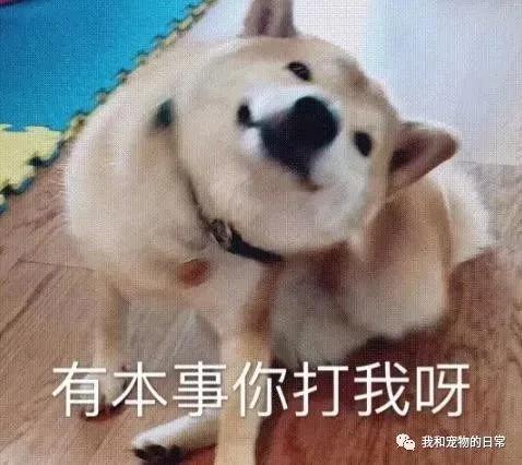 网友家的柴犬为了不用每天跑步 竟然装瘸!还成功的把主人骗了!
