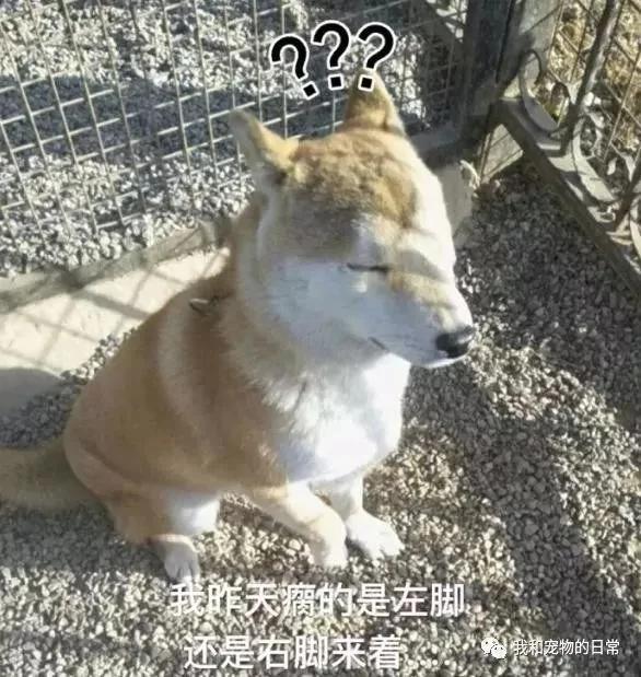 网友家的柴犬为了不用每天跑步 竟然装瘸!还成功的把主人骗了!