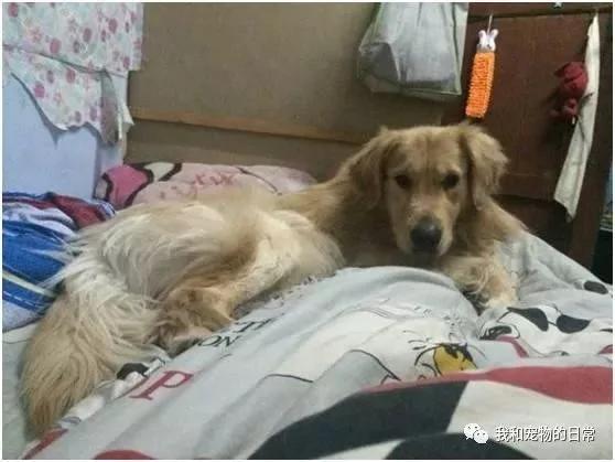 金毛听妈妈指挥每天准时叫我起床 瞬间感觉我的家庭地位越来越不保了!
