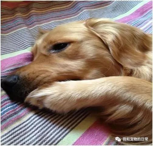 金毛听妈妈指挥每天准时叫我起床 瞬间感觉我的家庭地位越来越不保了!