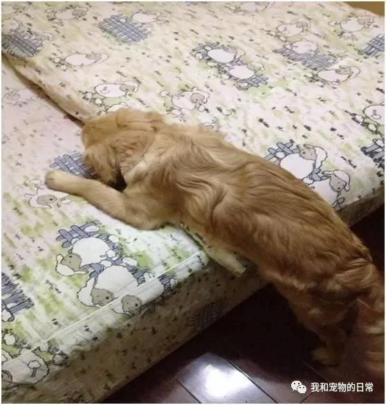 金毛听妈妈指挥每天准时叫我起床 瞬间感觉我的家庭地位越来越不保了!