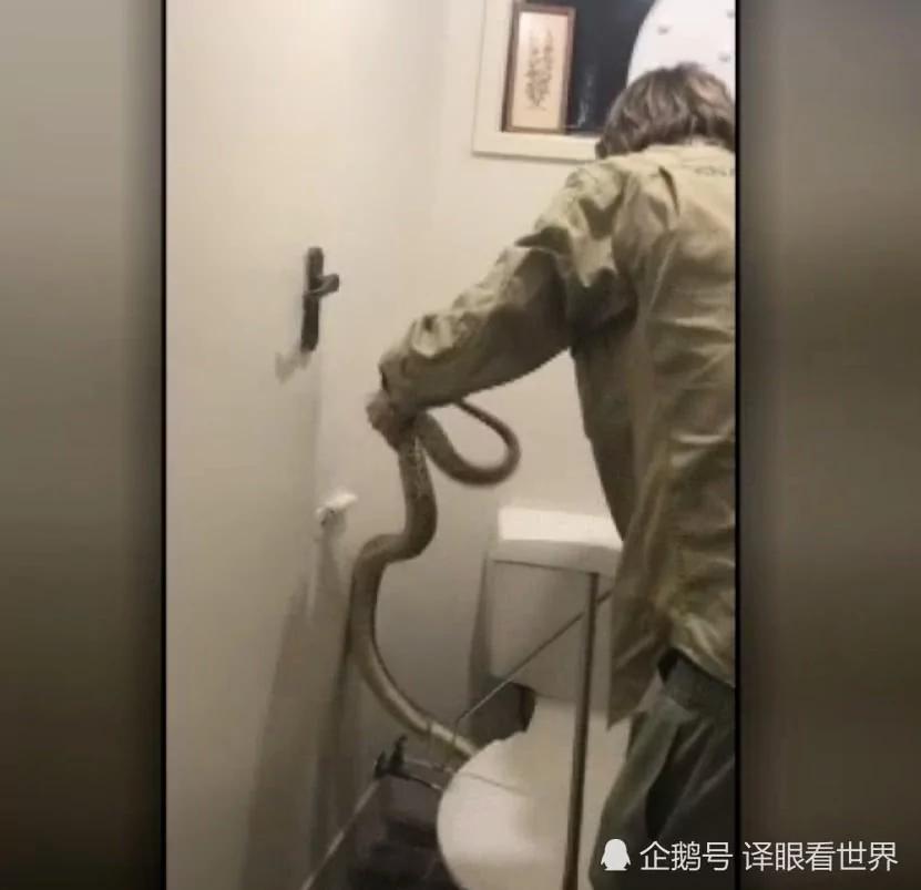 17岁男孩半夜上厕所 被一条冰冷的大蛇缠住了腿