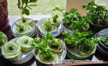 种植这8种可再生蔬菜 既可食又能享受栽培乐趣