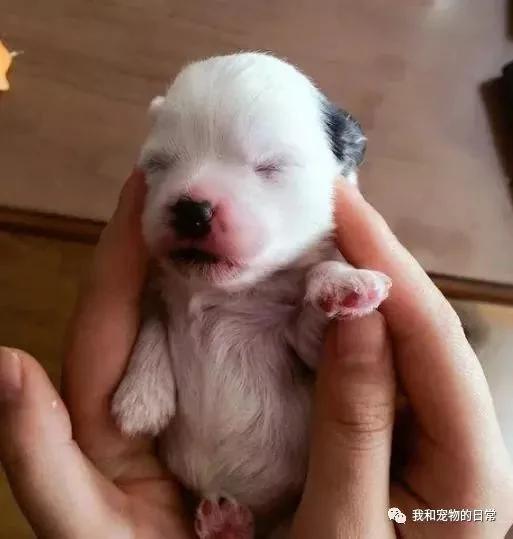 网友家里的泰迪竟然和西施犬生下了宝宝 这小奶狗的颜值是要逆天啊!
