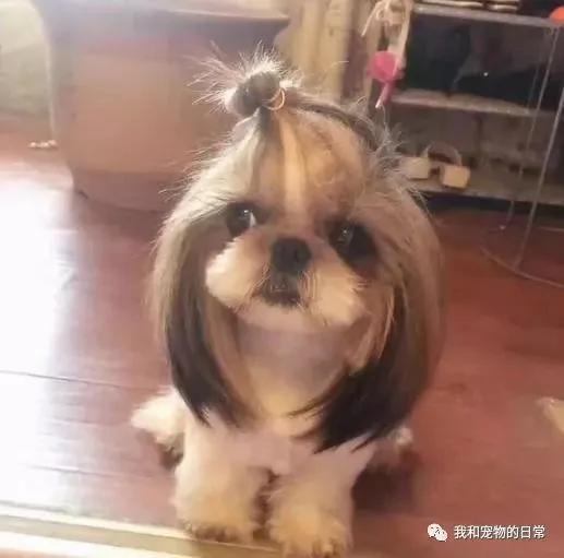 网友家里的泰迪竟然和西施犬生下了宝宝 这小奶狗的颜值是要逆天啊!
