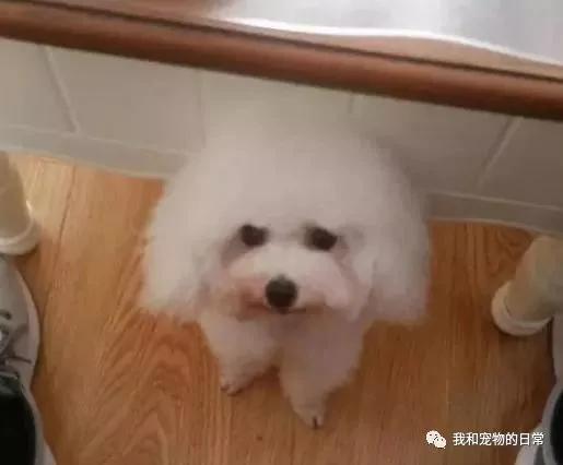 网友家里的泰迪竟然和西施犬生下了宝宝 这小奶狗的颜值是要逆天啊!