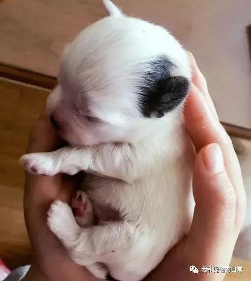 网友家里的泰迪竟然和西施犬生下了宝宝 这小奶狗的颜值是要逆天啊!