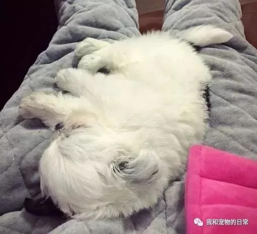网友家里的泰迪竟然和西施犬生下了宝宝 这小奶狗的颜值是要逆天啊!