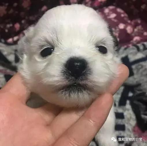 网友家里的泰迪竟然和西施犬生下了宝宝 这小奶狗的颜值是要逆天啊!