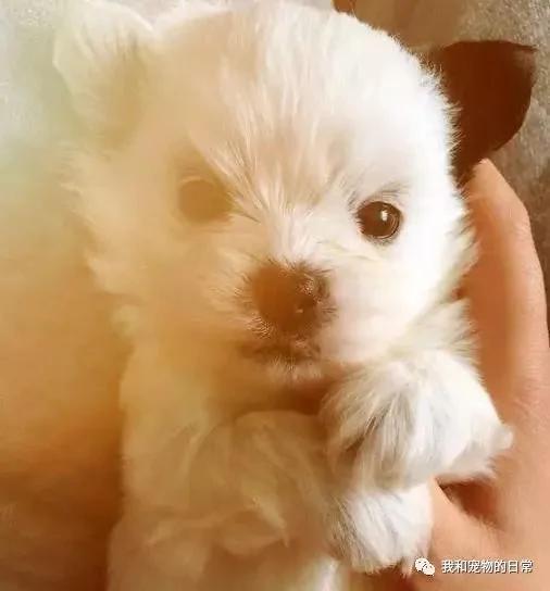 网友家里的泰迪竟然和西施犬生下了宝宝 这小奶狗的颜值是要逆天啊!