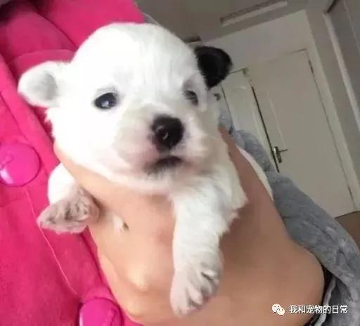 网友家里的泰迪竟然和西施犬生下了宝宝 这小奶狗的颜值是要逆天啊!
