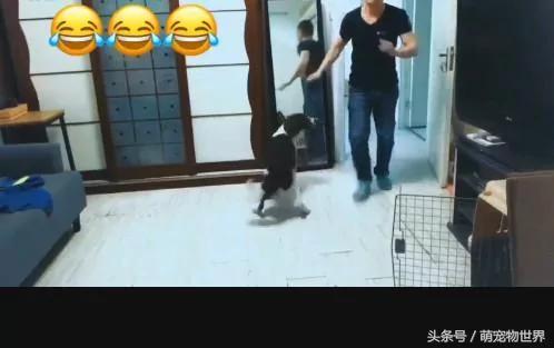 主人出差几天回来发现狗狗“死在”客厅地上 做了一件事情后狗狗突然“死而复生”了!