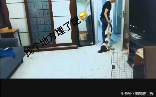 主人出差几天回来发现狗狗“死在”客厅地上 做了一件事情后狗狗突然“死而复生”了!