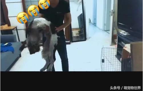 主人出差几天回来发现狗狗“死在”客厅地上 做了一件事情后狗狗突然“死而复生”了!