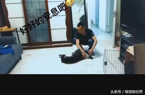 主人出差几天回来发现狗狗“死在”客厅地上 做了一件事情后狗狗突然“死而复生”了!