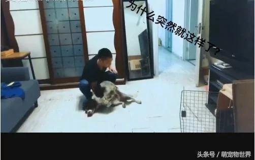主人出差几天回来发现狗狗“死在”客厅地上 做了一件事情后狗狗突然“死而复生”了!