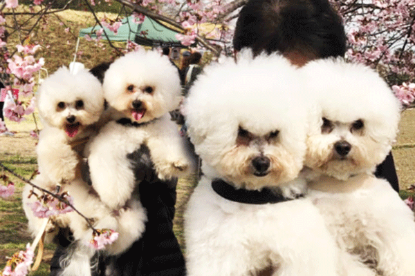 比熊犬「妈妈抱VS爸爸抱」表情大不同 两只!你们到底是什么个意思?