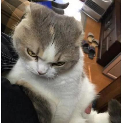 女子一天着急上班 忘记给猫咪准备好吃的 回来后让她哭笑不得