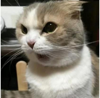 女子一天着急上班 忘记给猫咪准备好吃的 回来后让她哭笑不得