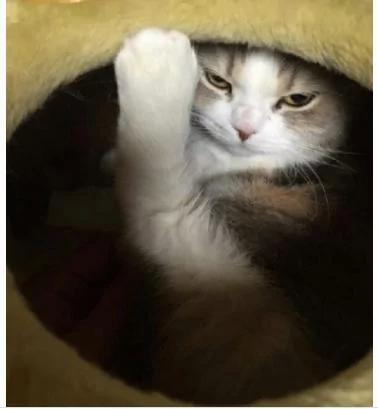 女子一天着急上班 忘记给猫咪准备好吃的 回来后让她哭笑不得
