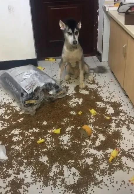 阿拉斯加狗狗在家里撒狗粮 宠主回家后血压瞬间升高