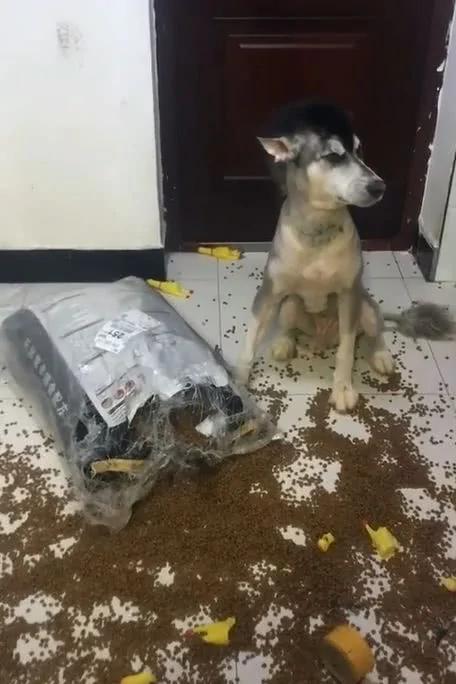阿拉斯加狗狗在家里撒狗粮 宠主回家后血压瞬间升高