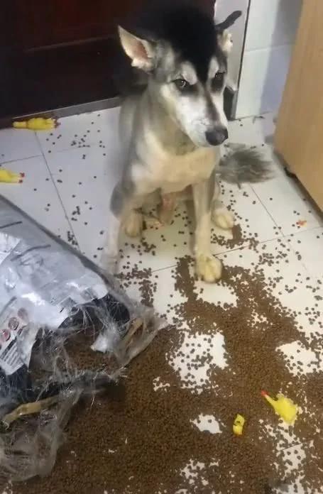 阿拉斯加狗狗在家里撒狗粮 宠主回家后血压瞬间升高