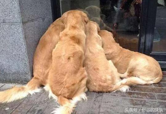 大金毛们街头散步 突然围坐在店门口不愿离开 宠主进去一看笑喷