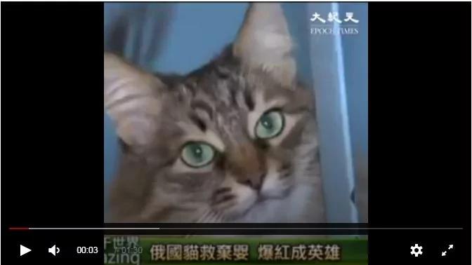 流浪猫突然喵喵大叫 人们打开门发现惊喜 原来它是小英雄!