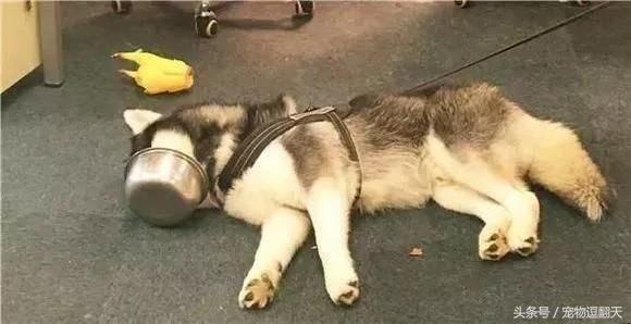 狗长期不便便 送医检查很正常 朋友装监控看后崩溃了 我却笑岔气!