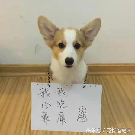 狗长期不便便 送医检查很正常 朋友装监控看后崩溃了 我却笑岔气!