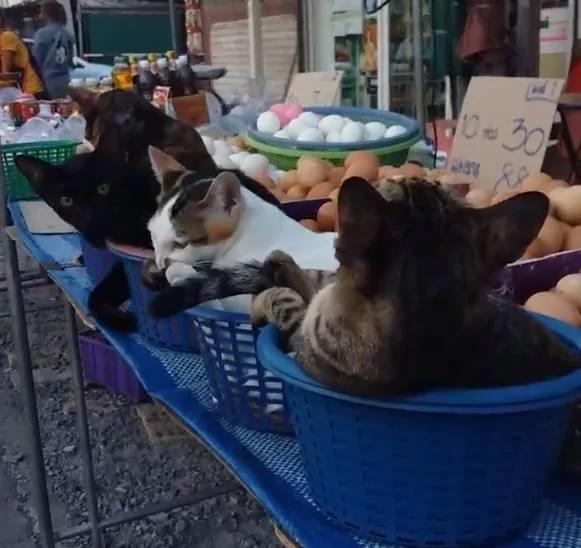 卖鸡蛋的老板生意不怎么样 但自从养了这4只猫之后…