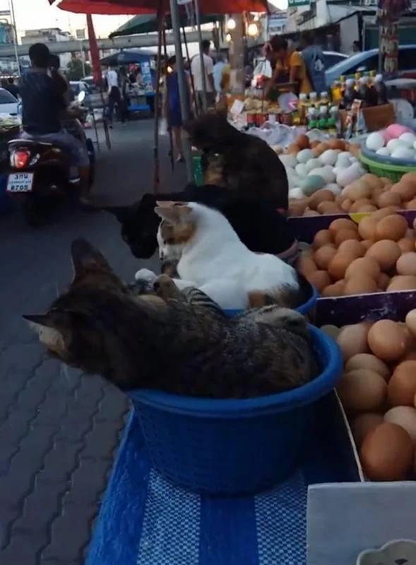卖鸡蛋的老板生意不怎么样 但自从养了这4只猫之后…