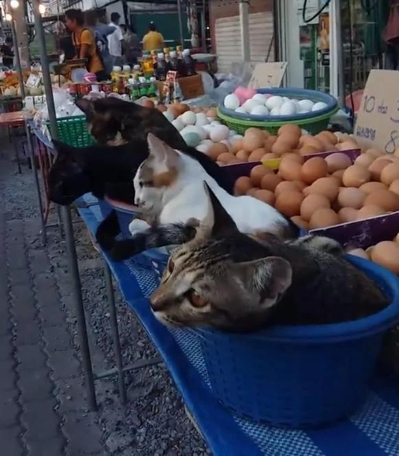 卖鸡蛋的老板生意不怎么样 但自从养了这4只猫之后…