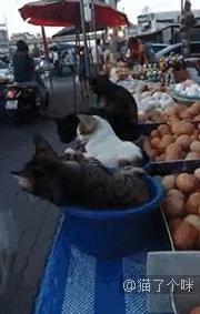 卖鸡蛋的老板生意不怎么样 但自从养了这4只猫之后…