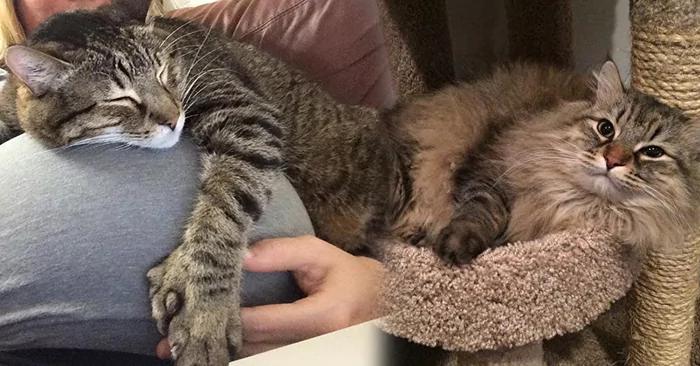 猫咪冷落女主人三年 直到有一天它行动反常 主动撒娇 没想到竟带来“天大惊喜”!