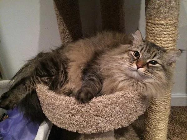 猫咪冷落女主人三年 直到有一天它行动反常 主动撒娇 没想到竟带来“天大惊喜”!