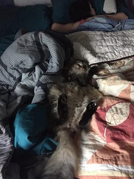猫咪冷落女主人三年 直到有一天它行动反常 主动撒娇 没想到竟带来“天大惊喜”!