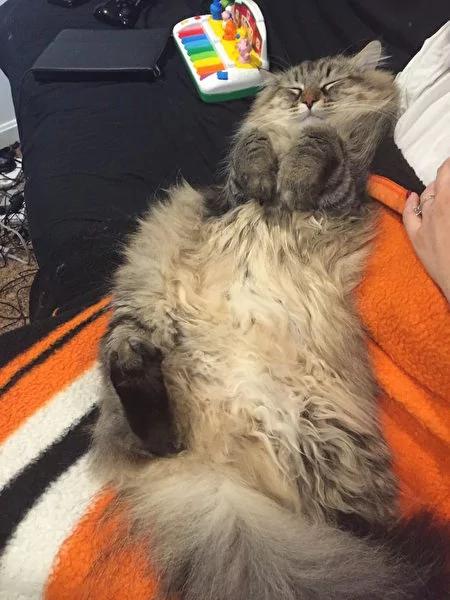 猫咪冷落女主人三年 直到有一天它行动反常 主动撒娇 没想到竟带来“天大惊喜”!