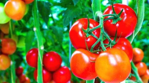 春季应时养生秘笈:10大抗癌食物排行榜