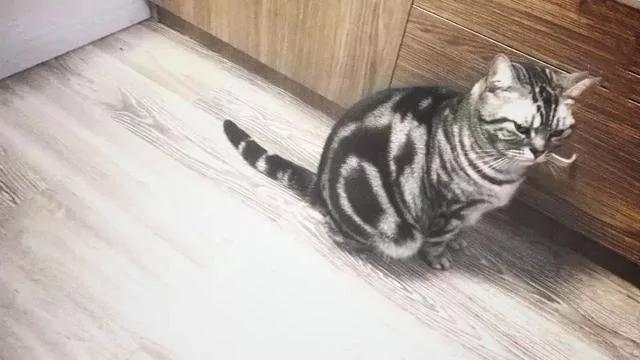 猫咪丢失好多天 久寻不见 打开柜子吓一跳!
