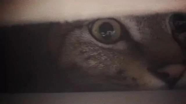 猫咪丢失好多天 久寻不见 打开柜子吓一跳!