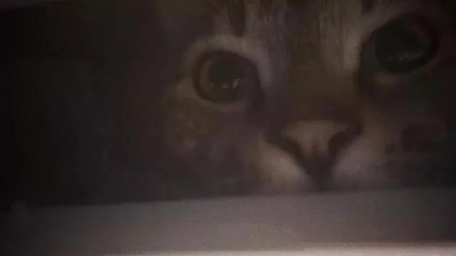 猫咪丢失好多天 久寻不见 打开柜子吓一跳!
