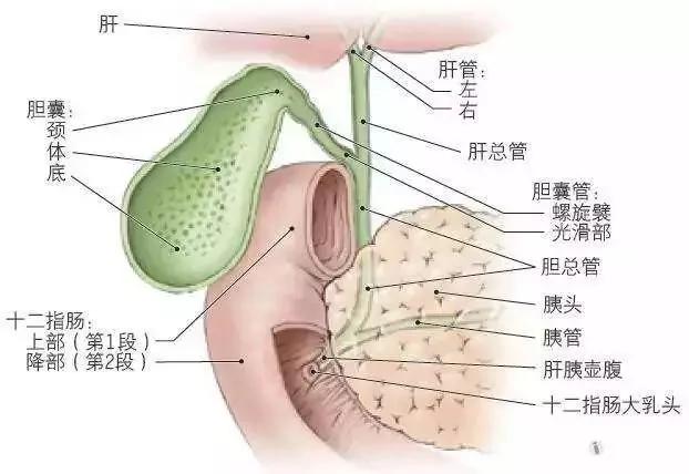 这三个坏习惯 毁掉三亿中国人的胃