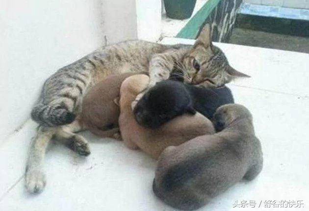 狗妈妈生完小狗全扔给猫咪照顾 主人笑喷!