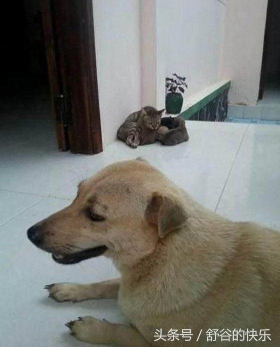 狗妈妈生完小狗全扔给猫咪照顾 主人笑喷!