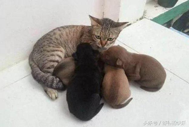 狗妈妈生完小狗全扔给猫咪照顾 主人笑喷!